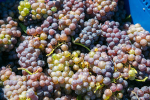 Bodega Piedra Negra, referente en Pinot Gris en Argentina